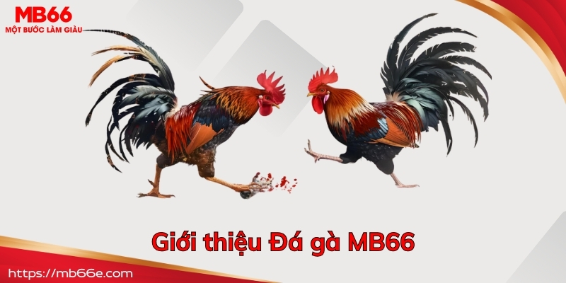 giới thiệu đá gà mb66