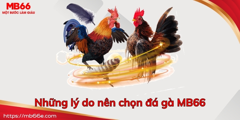 Những lý do nên chọn đá gà MB66