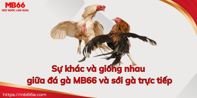 Sự khác và giống nhau giữa đá gà MB66 và sới gà trực tiếp