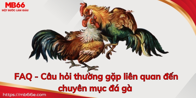 FAQ - Câu hỏi thường gặp về chuyên mục đá gà MB66